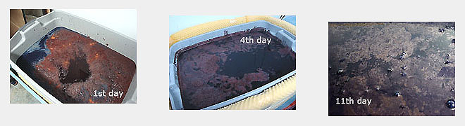 藍の花(表面の膜)